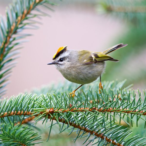 Golden-crowned Kinglet