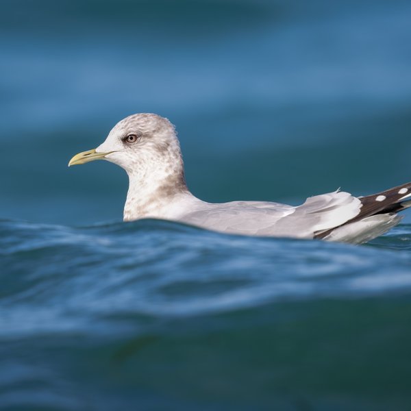 Short-billed Gull
