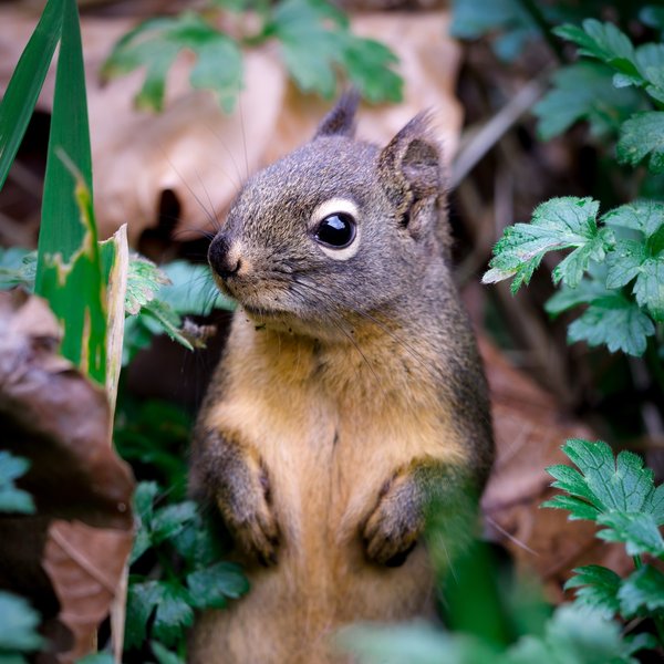 Douglas Squirrel