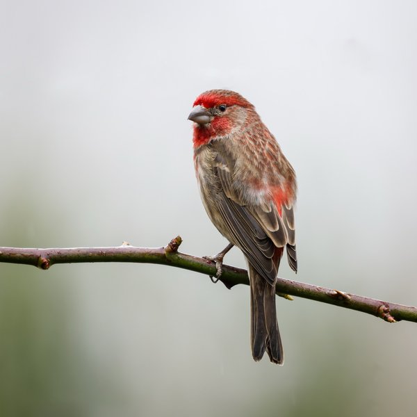 House Finch