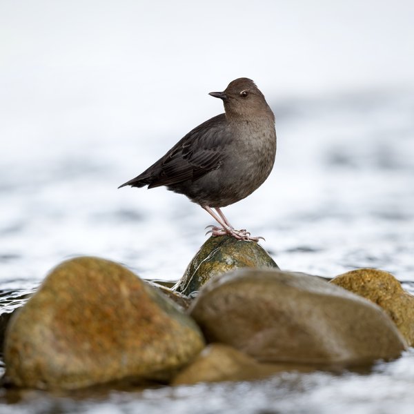 American Dipper
