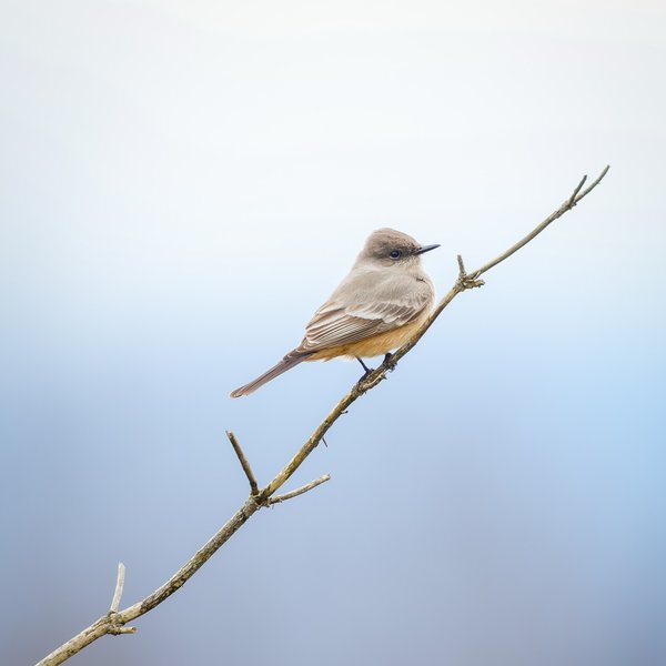 Say's Phoebe