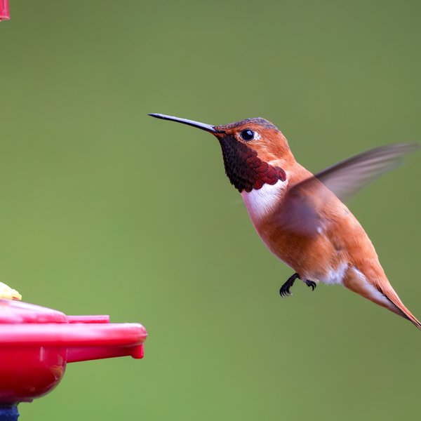 Rufous Hummingbird