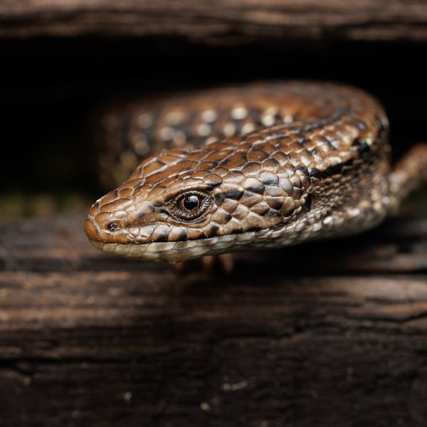 Northern Alligator Lizard