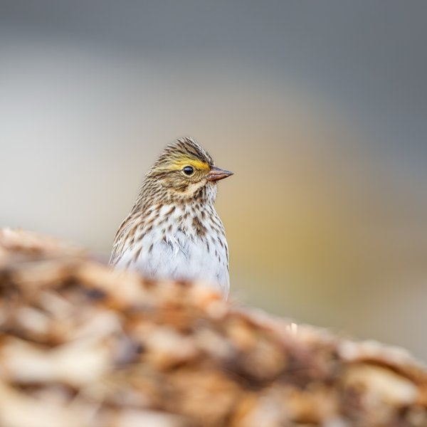 Savannah Sparrow