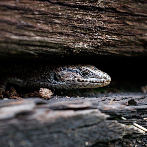 Northern Alligator Lizard