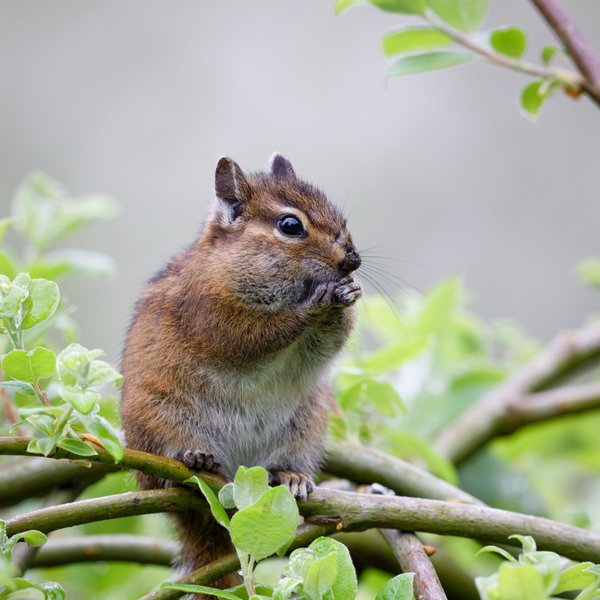 Townsend's Chipmunk