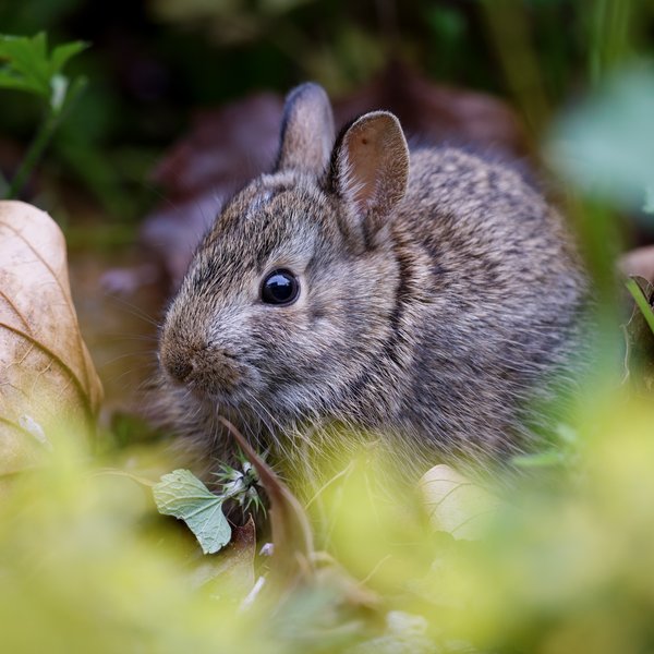 Eastern Cottontail