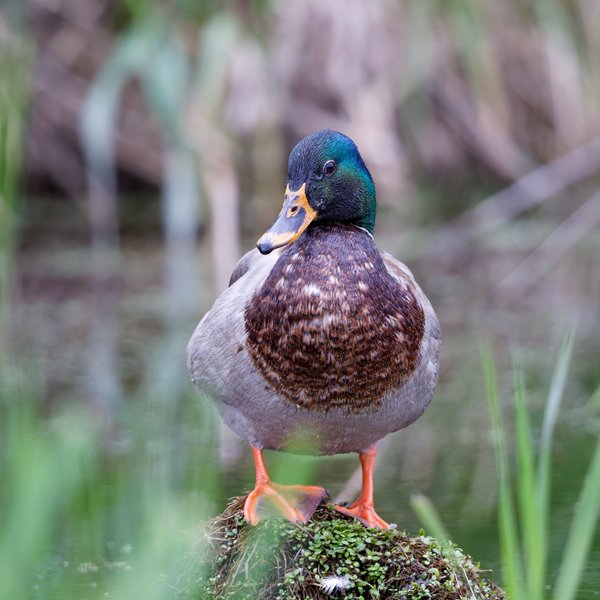 Female Mallard