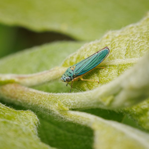 Leafhopper