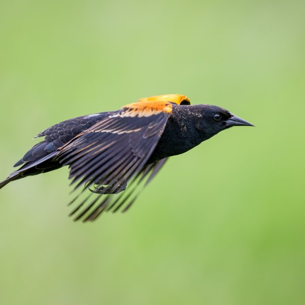 Red-winged Blackbird
