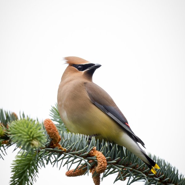 Cedar Waxwing