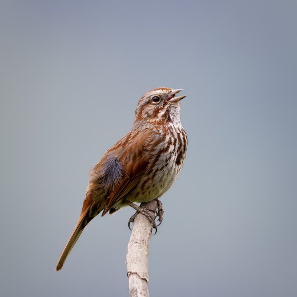 Song Sparrow