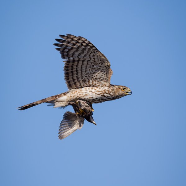 Cooper's Hawk and European Starling