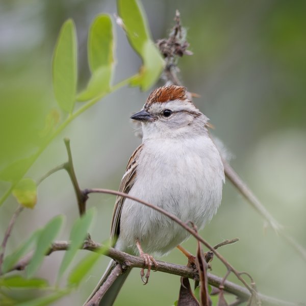 Chipping Sparrow