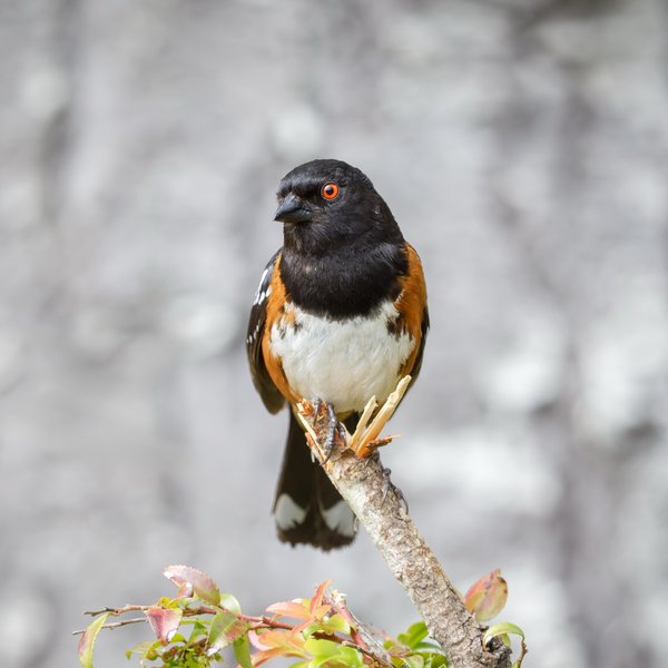 Spotted Towhee