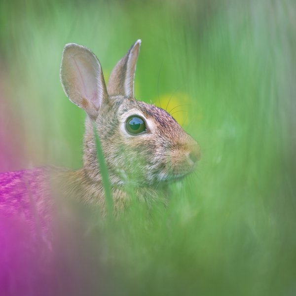 Eastern Cottontail