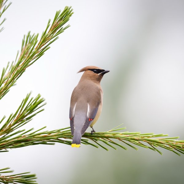 Cedar Waxwing
