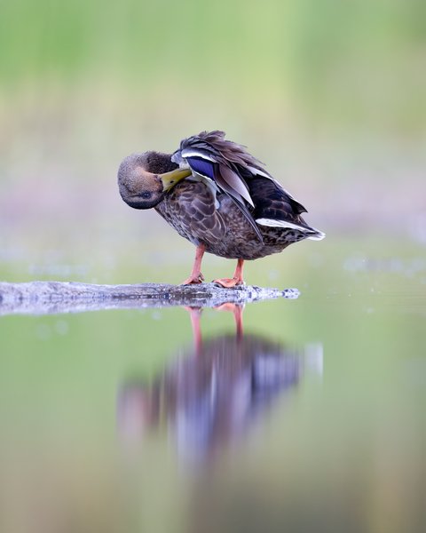 Mallard
