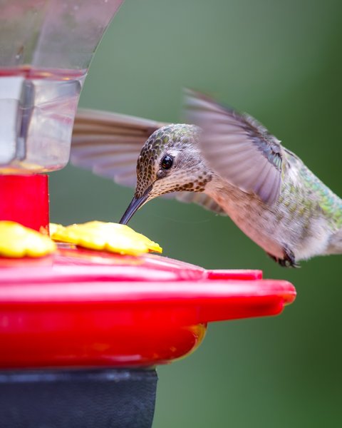 Anna's Hummingbird