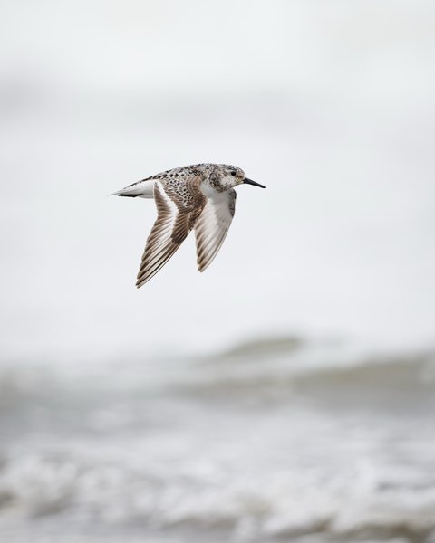 Sanderling