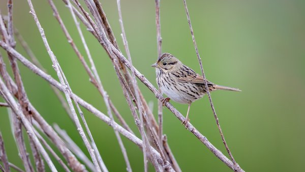 Lincoln's Sparrow