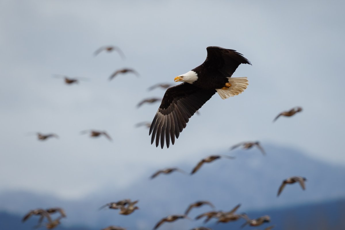 Bald Eagle