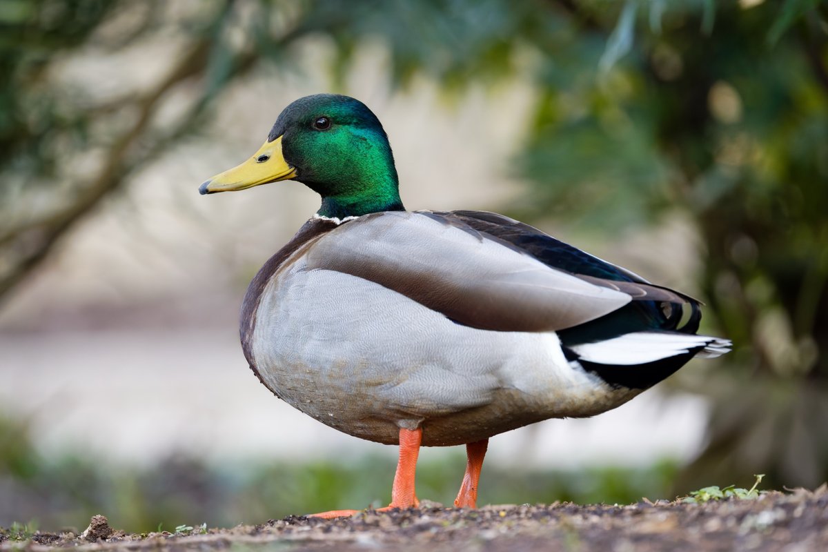 Mallard