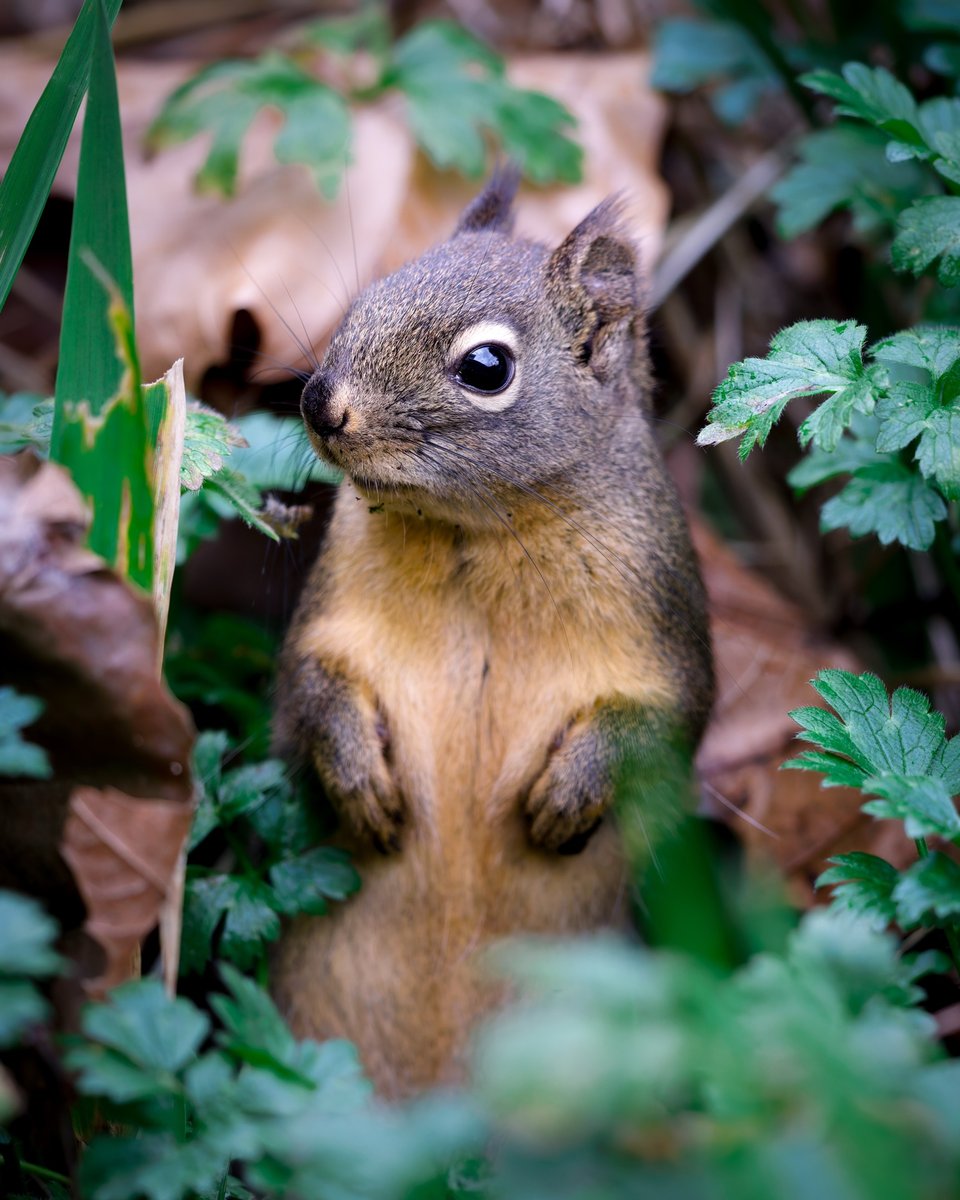 Douglas Squirrel
