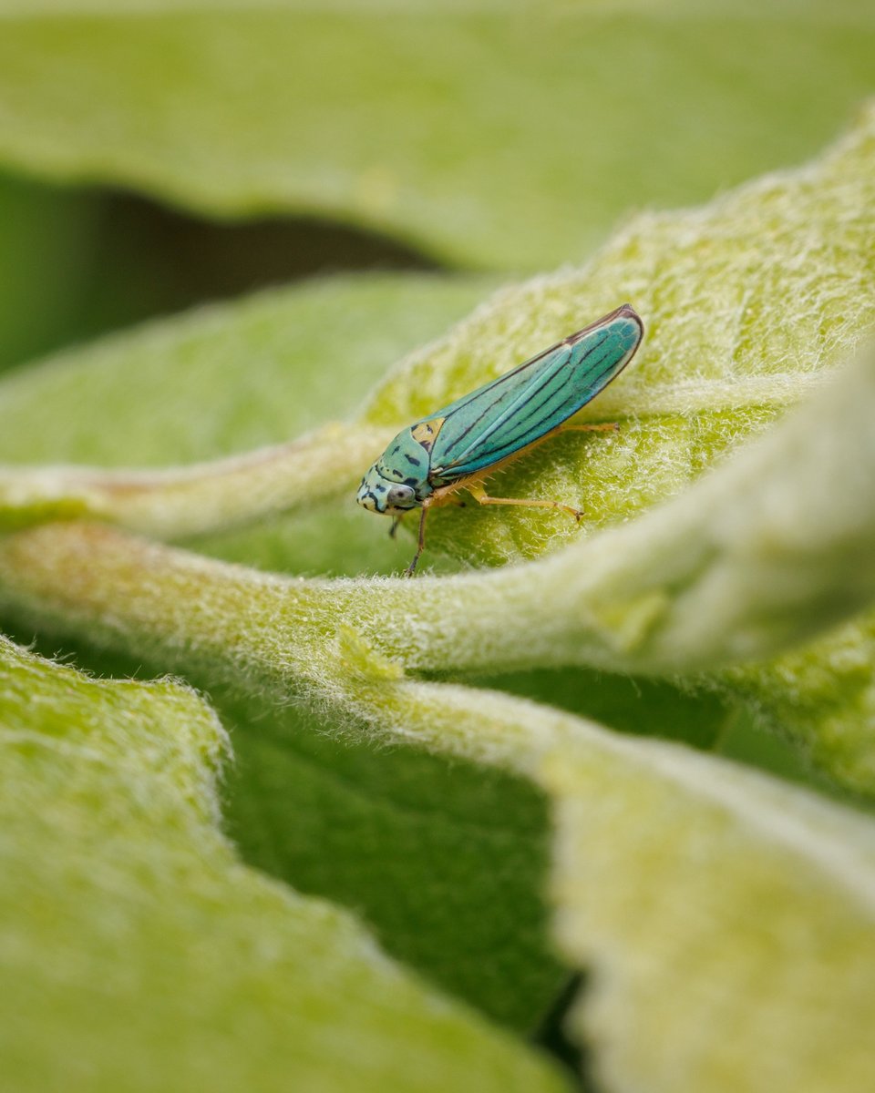 Leafhopper