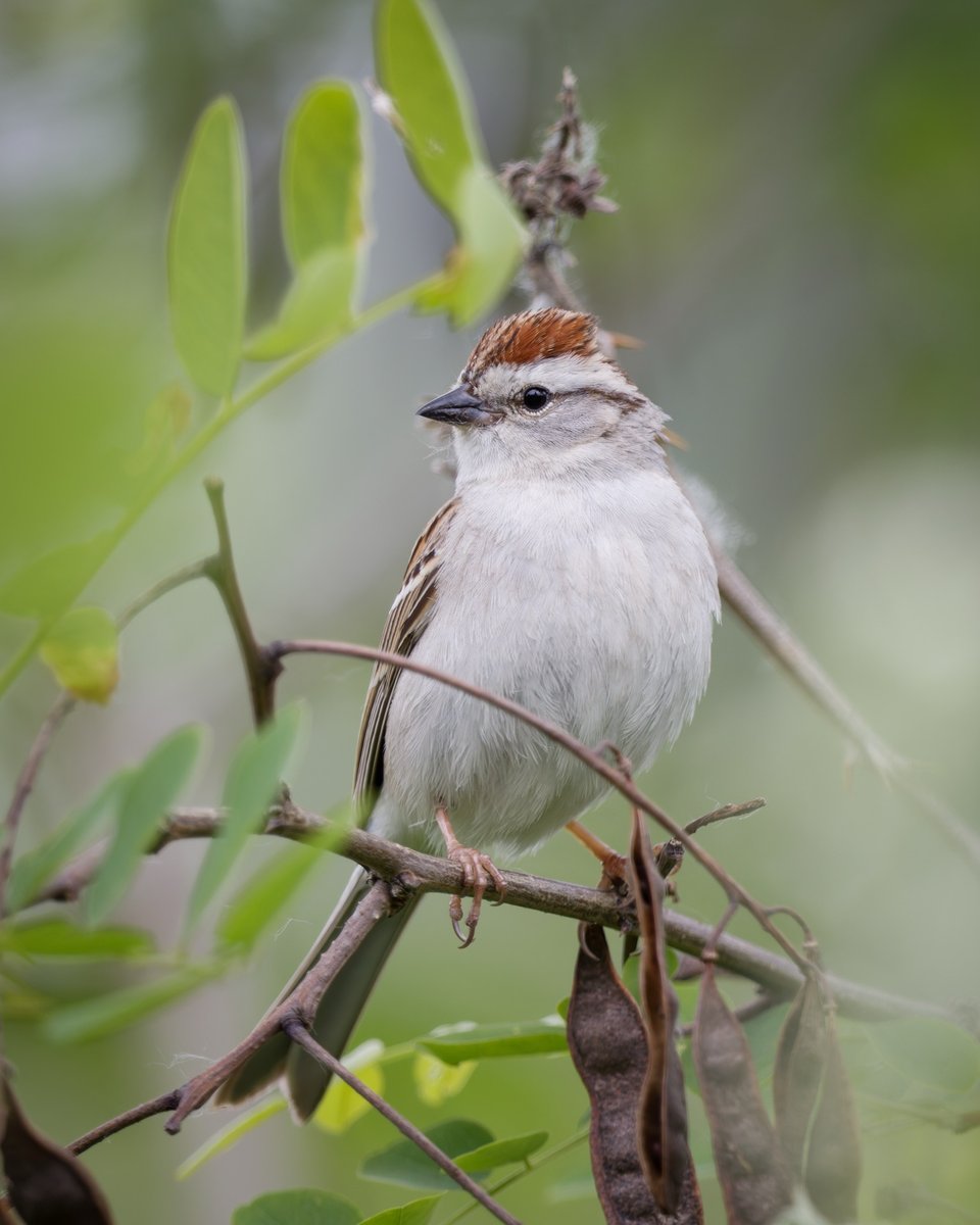 Chipping Sparrow