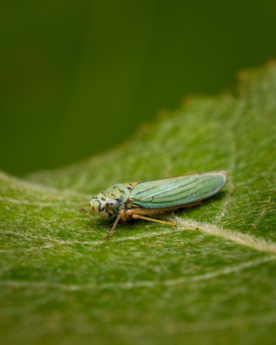 Leafhopper