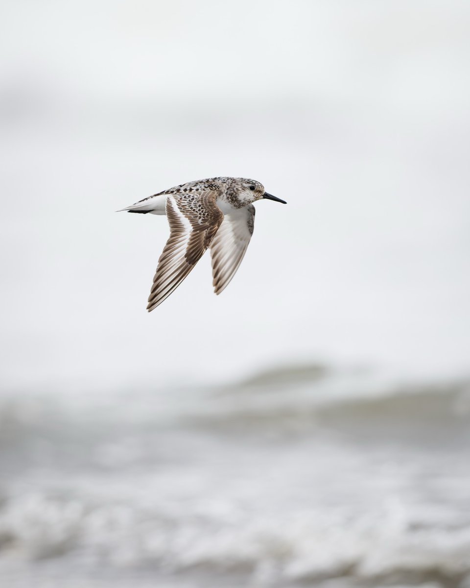 Sanderling