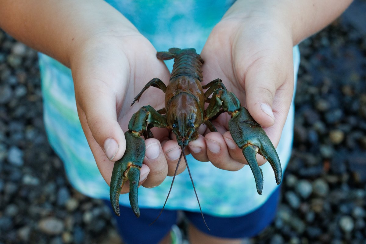 Signal Crayfish