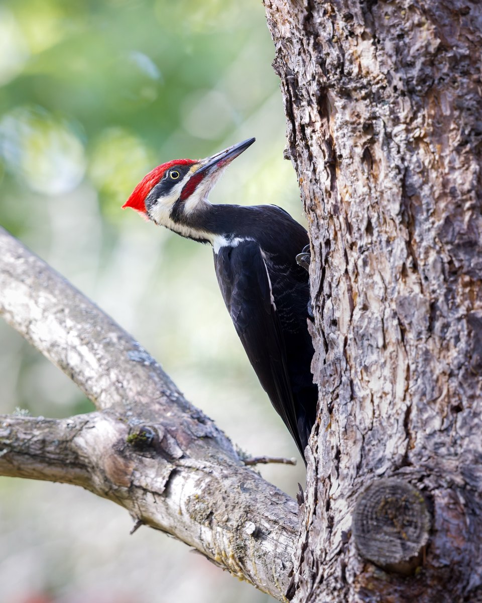 Pileated Woodpecker
