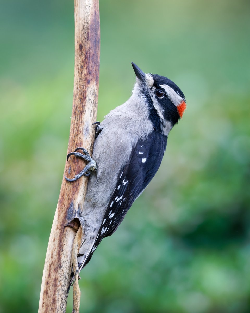 Downy Woodpecker